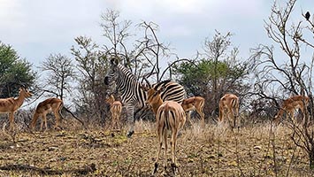 Zebre al Kruger